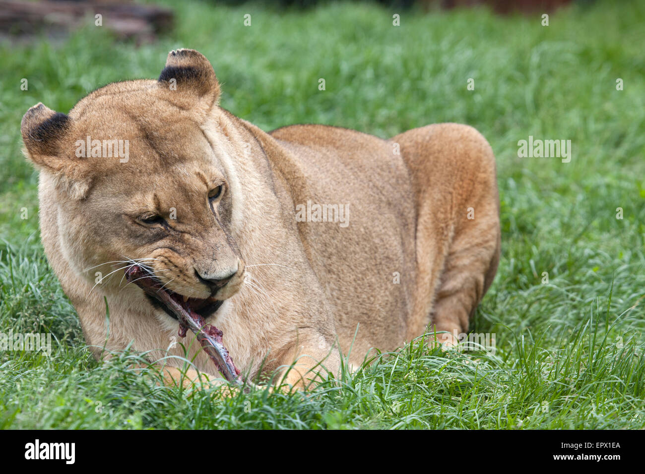 A landscape view of an African Lioness eating meal Stock Photo