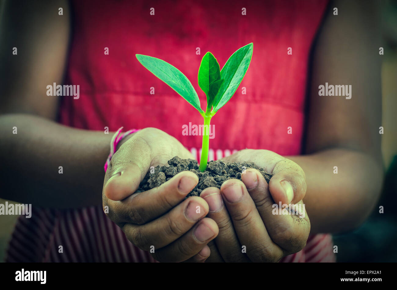 small tree on hand Stock Photo - Alamy