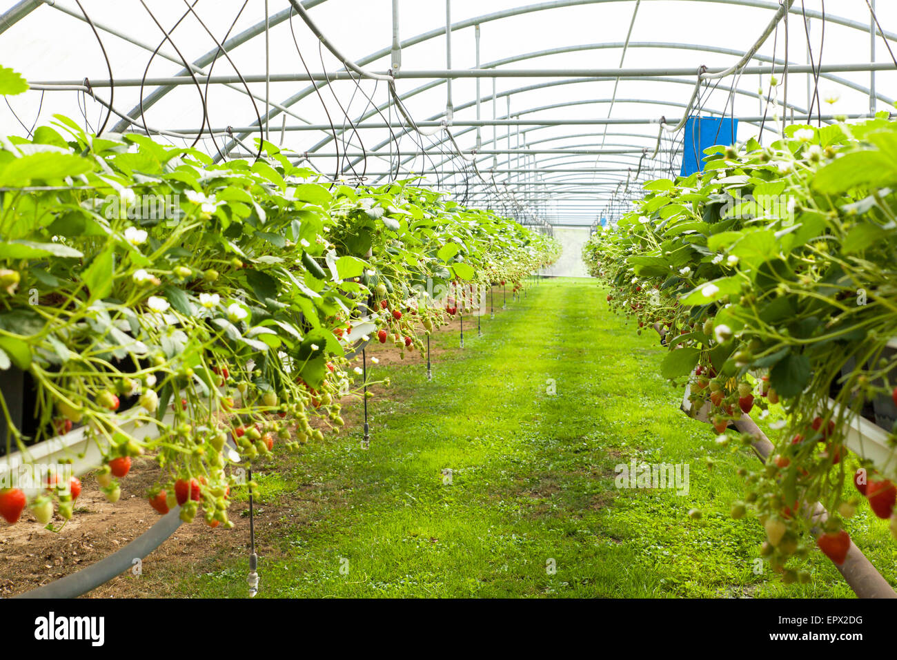 culture in a greenhouse strawberry and strawberries Stock Photo - Alamy