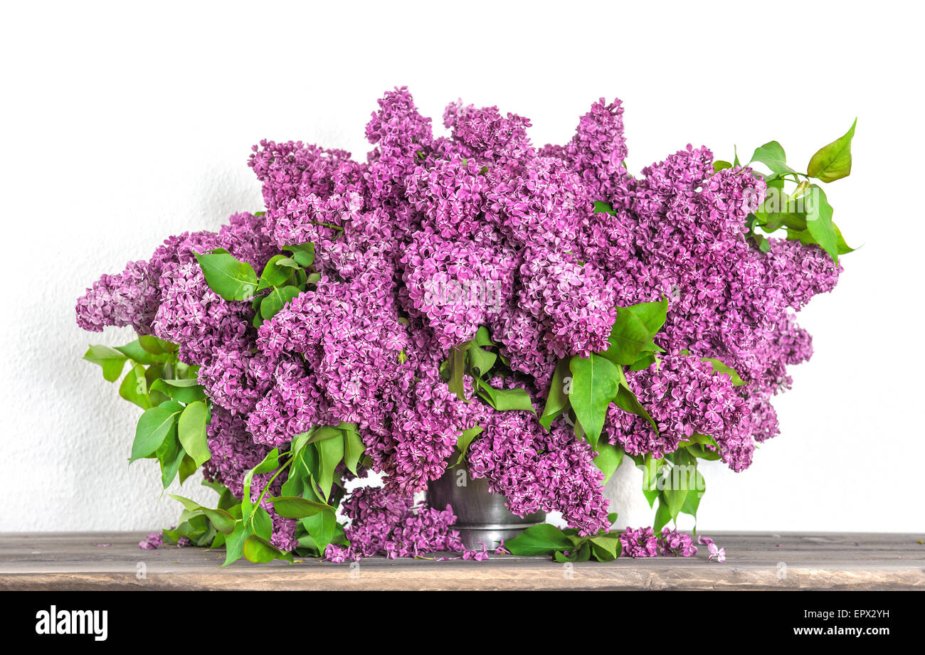 Bouquet of lilac blossoms on white background. Spring flowers Stock