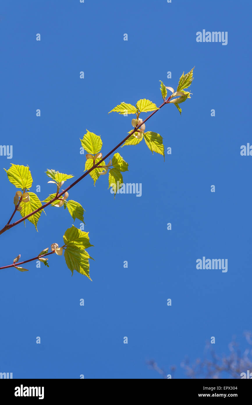 Growing tree branch hi-res stock photography and images - Alamy