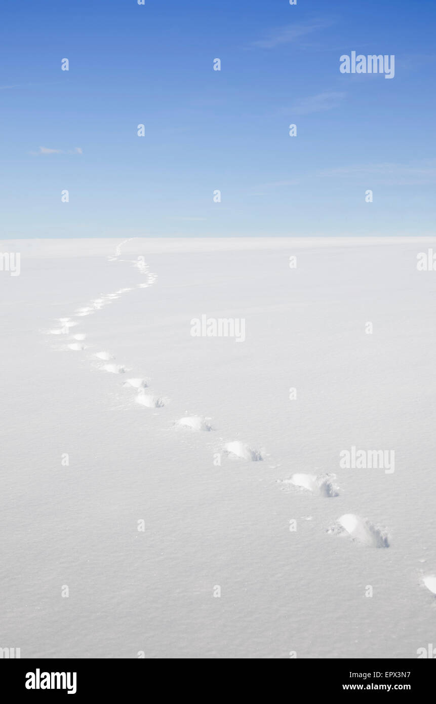 USA, New Jersey, Footprints in snow Stock Photo