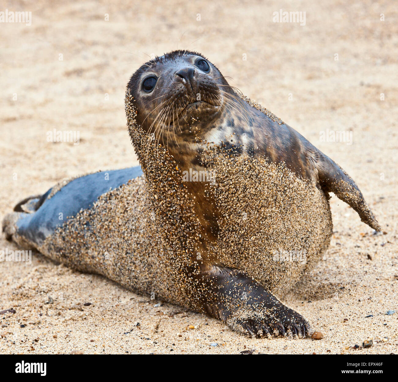 Grey seal pup. Stock Photo