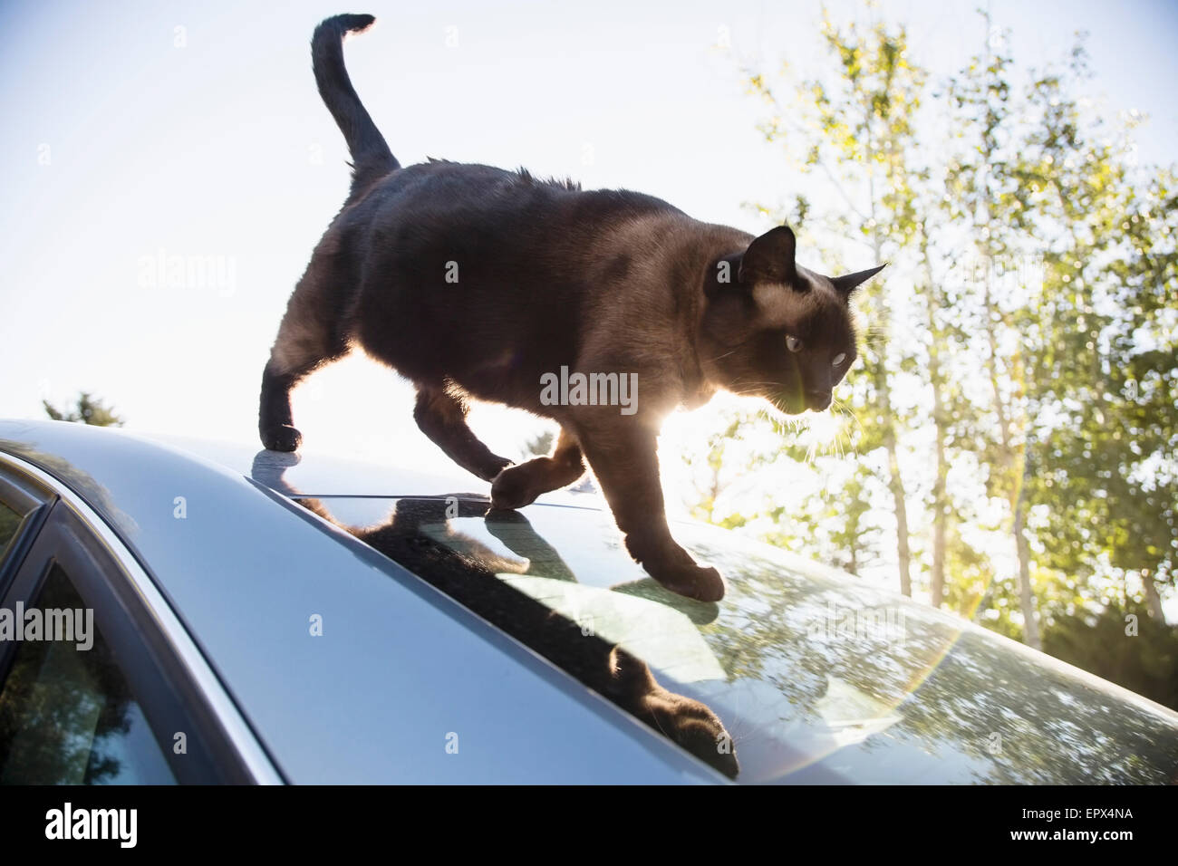 Cat on car roof Stock Photo