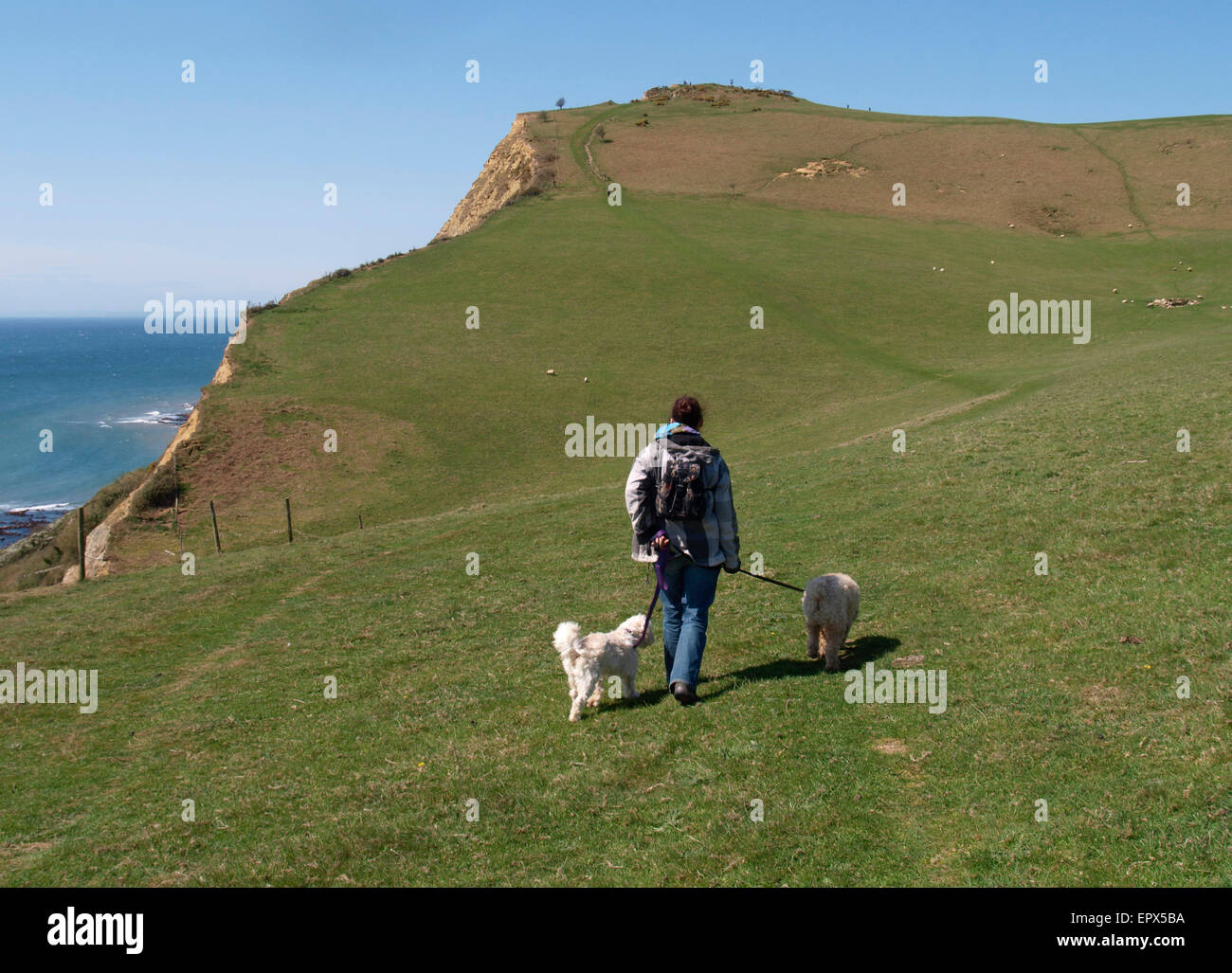 Woman with dogs walking the southwest coast path towards Thorncombe Beacon hill, Eype, Dorset, UK Stock Photo