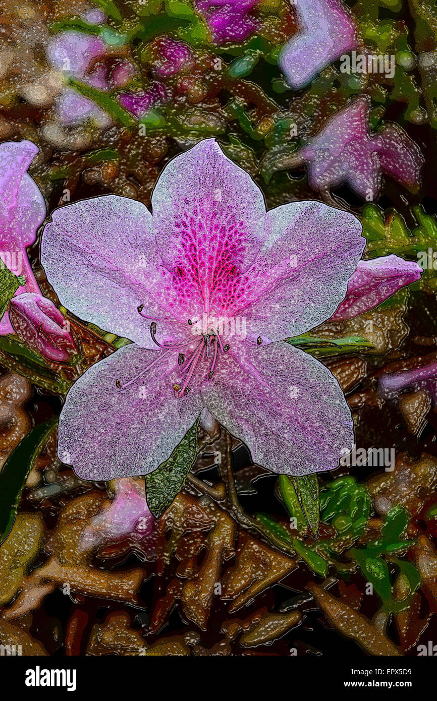 Photoshopped portrait of a pink azalea. Taken in Brooksville, Florida, USA Stock Photo