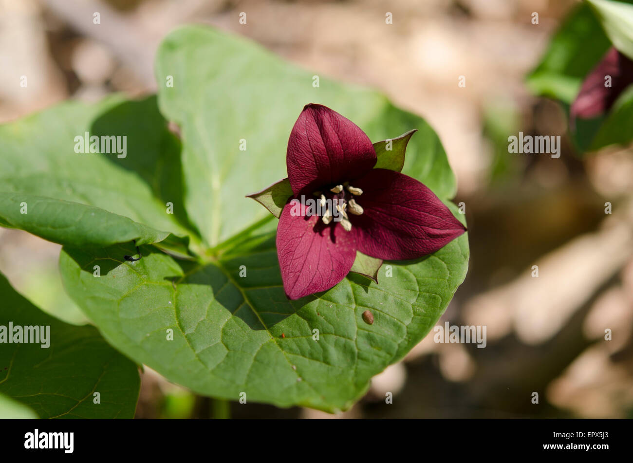 Red trillium flowering in early spring Stock Photo