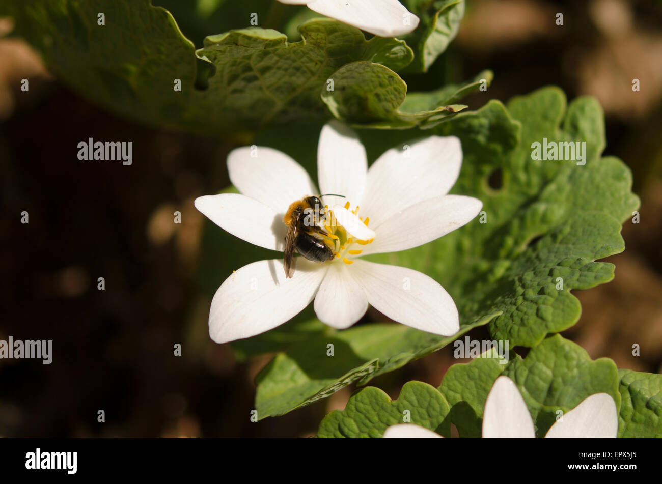 Bee on a bloodroot wildflower in Montreal Quebec Canada Stock Photo