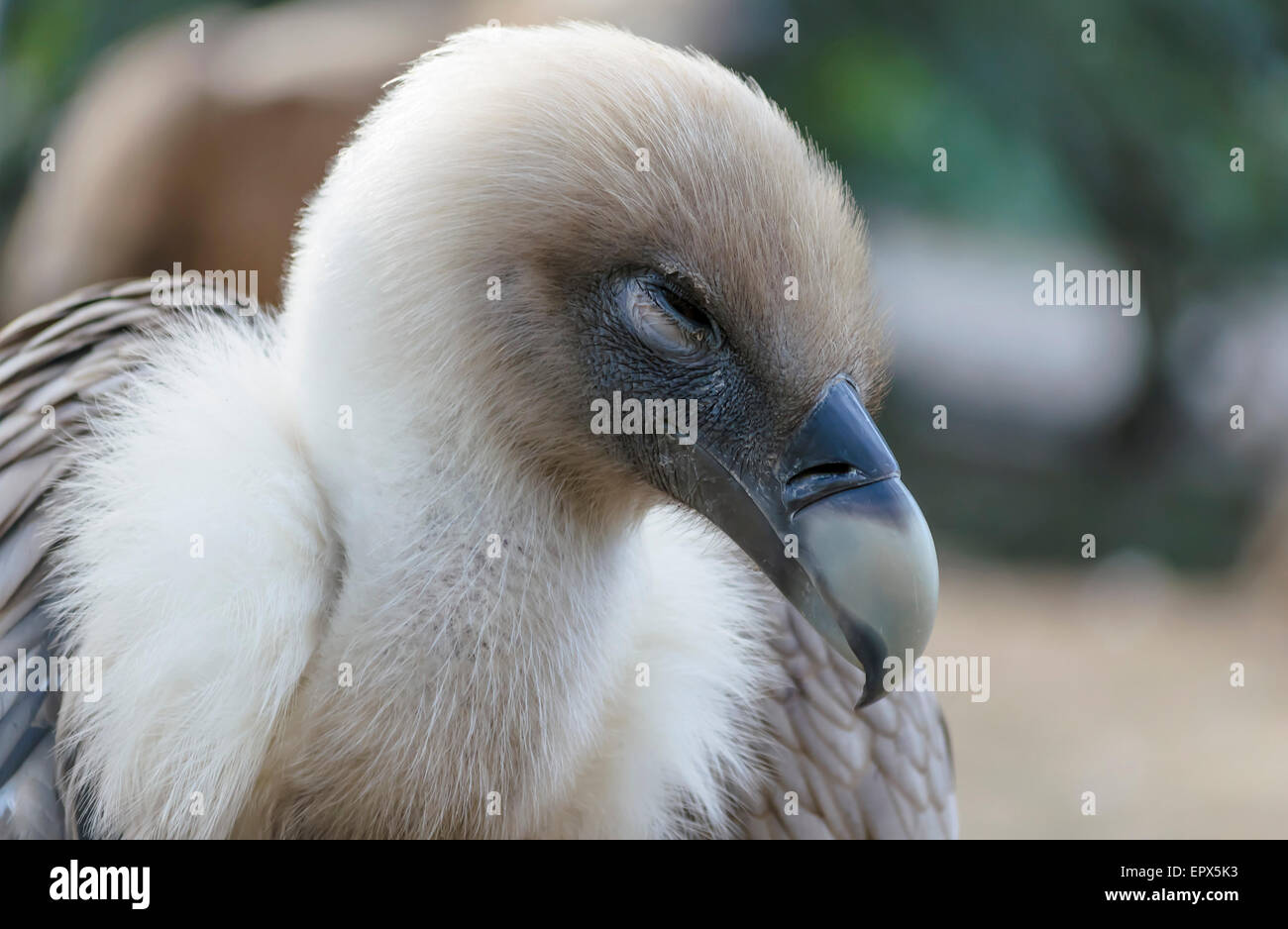 This buzzard is trying to sleep, and for this reason, he has his eye practically closed Stock Photo
