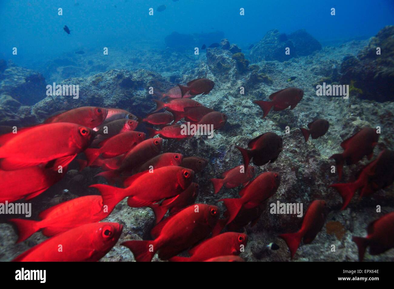School of Big Eyes or Glass Eye Snapper fish (Heteropriacanthus cruentatus). Seychelles Stock