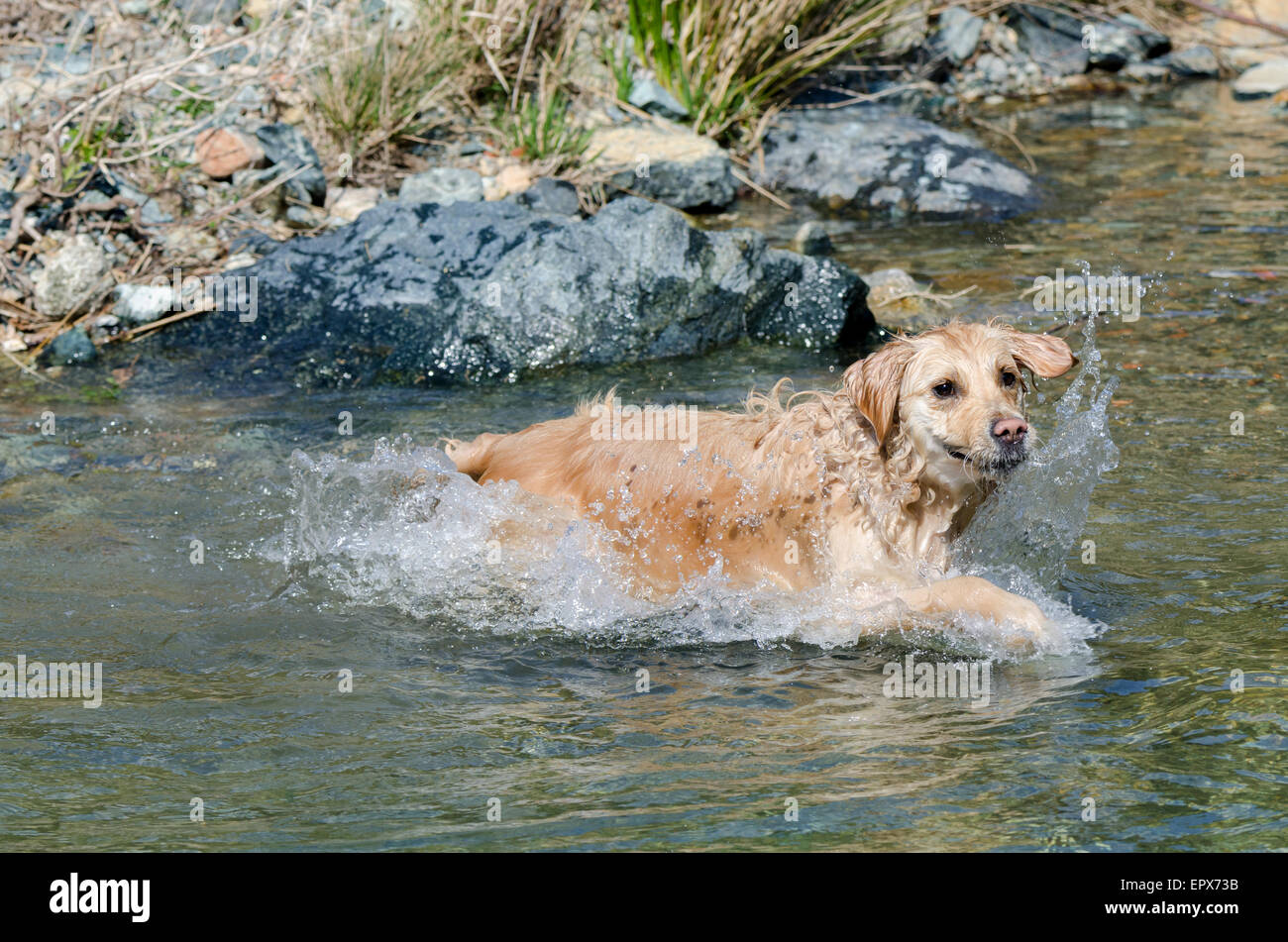 golden retriever running in the lake Stock Photo - Alamy