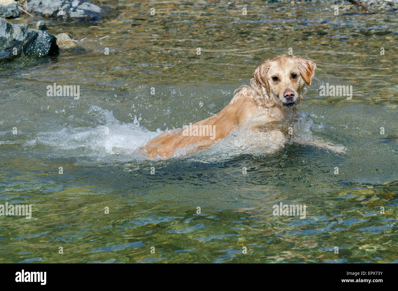 golden retriever running in the lake Stock Photo - Alamy