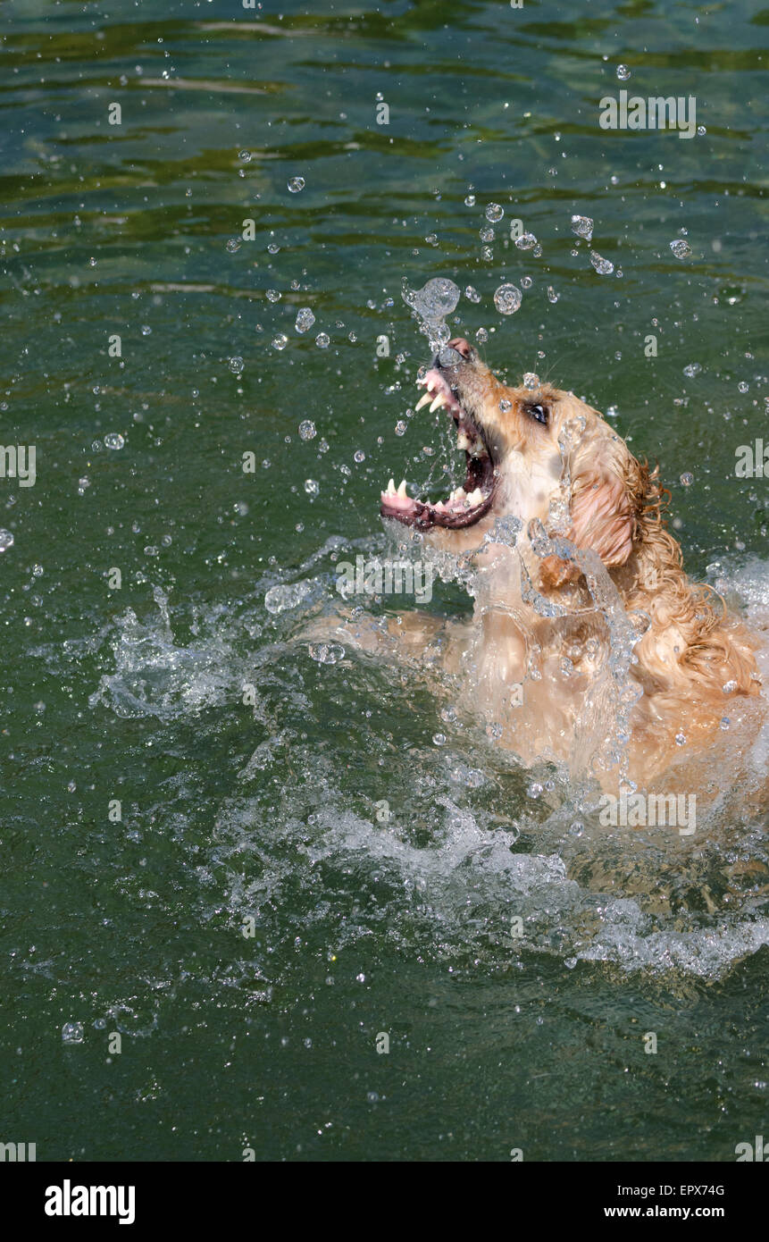 golden retriever running in the lake Stock Photo - Alamy