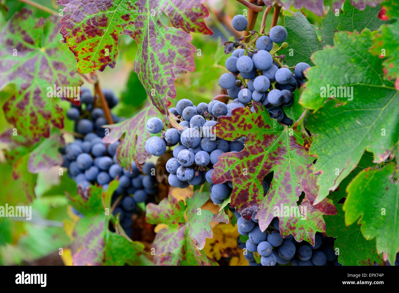 Grapes ready to be harvested in Uco Valley Stock Photo