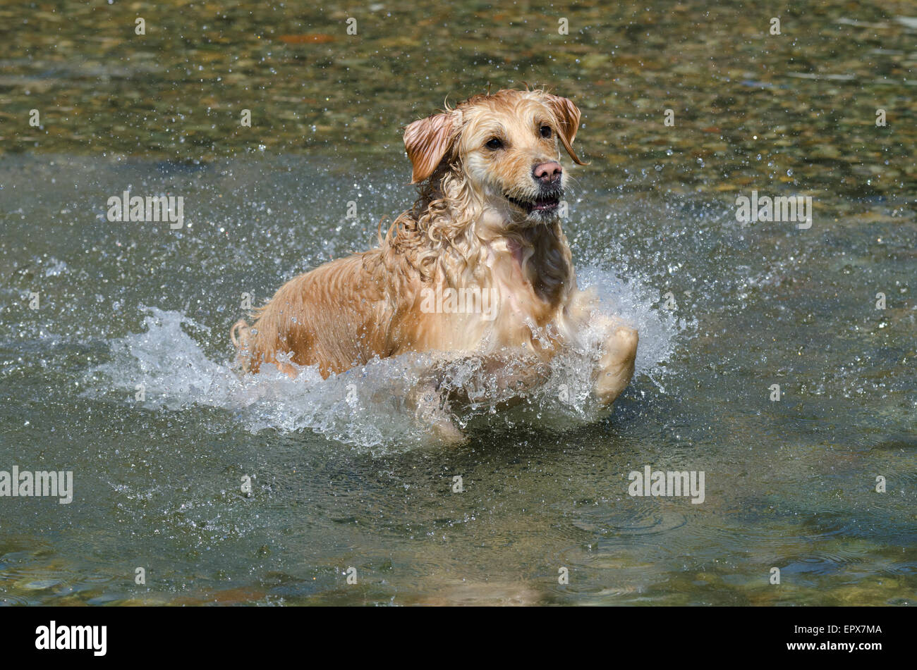 golden retriever running in the lake Stock Photo - Alamy