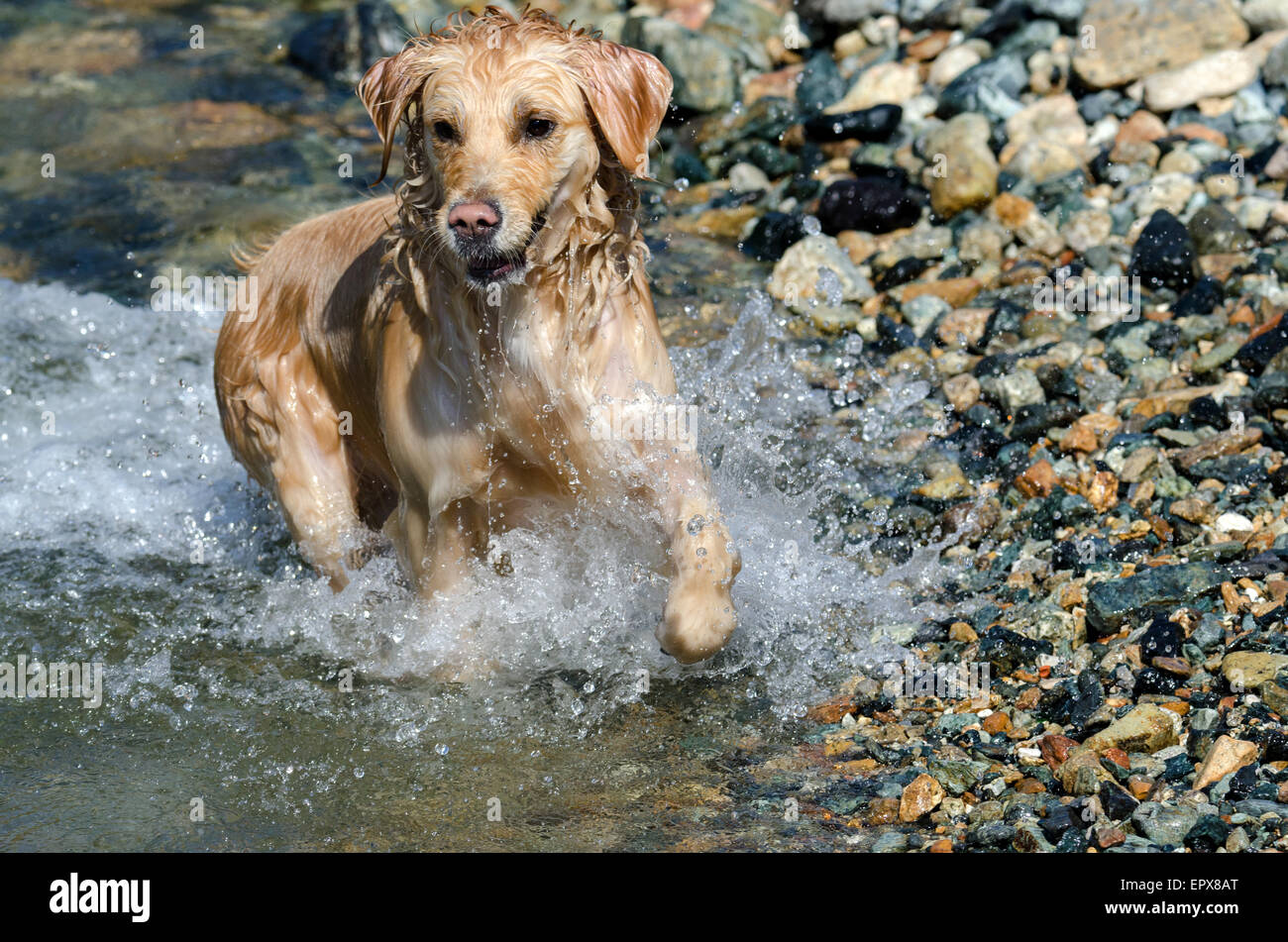 golden retriever running in the lake Stock Photo - Alamy