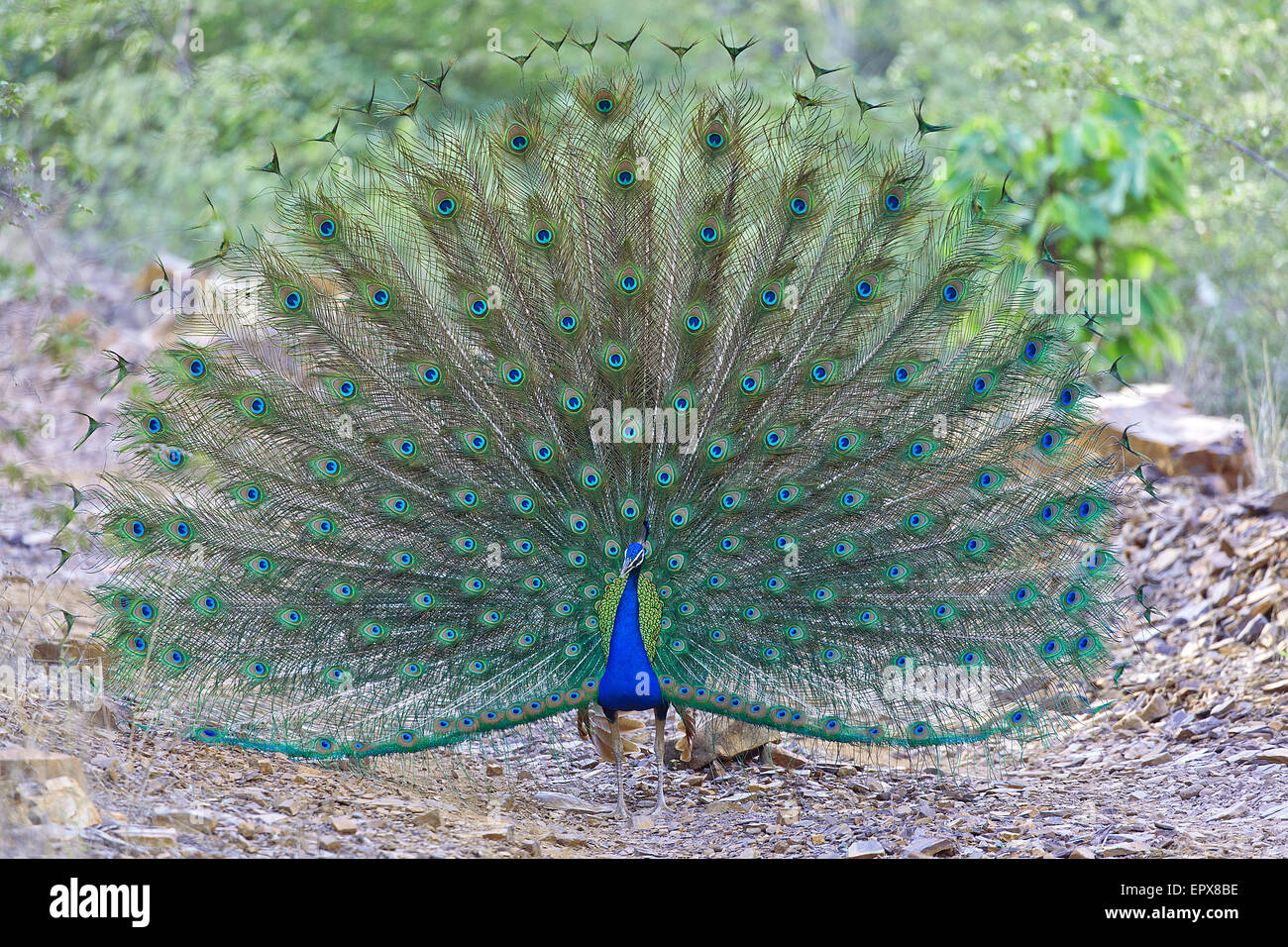 dancing peacock Stock Photo