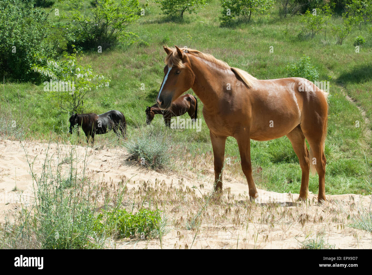 Horses feeding in a field Stock Photo