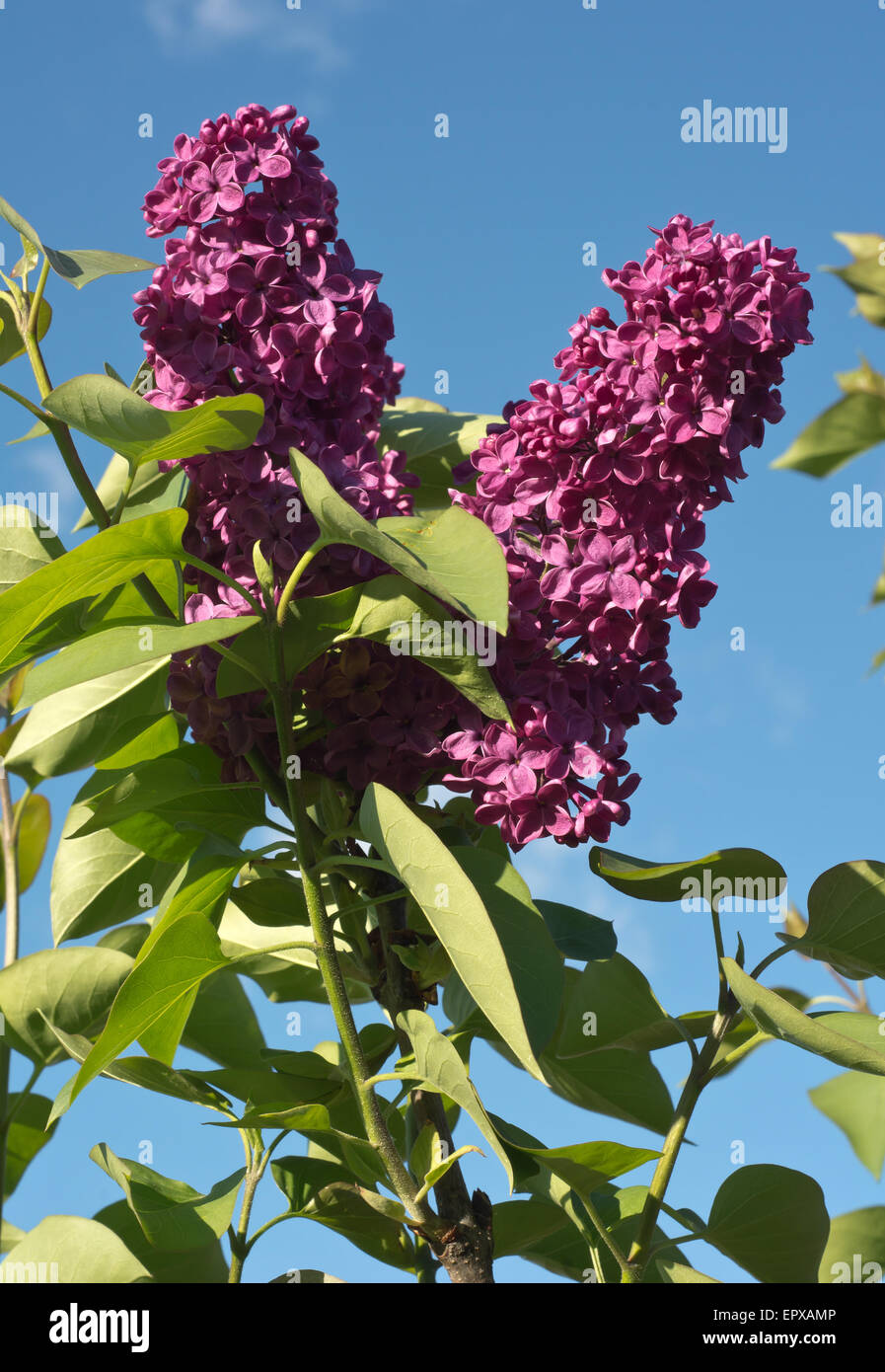 Bush of Lilac Flowers in Springtime Bloom Stock Photo