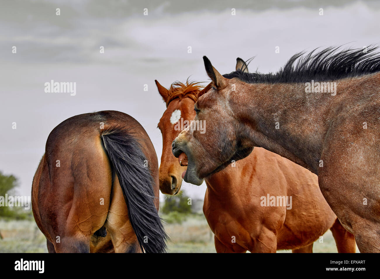 A wild herd of horses with one horse opening his mouth and exposing his