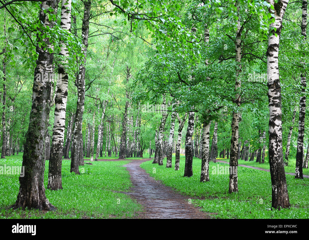 Spring birch grove in the rain weather Stock Photo