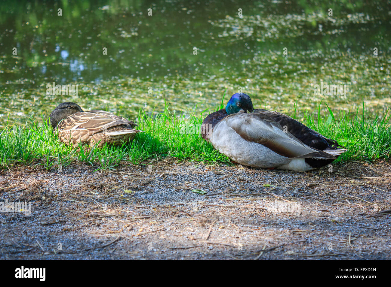 Male and female duck sleeping on the bank of Harlem Meer in Central ...