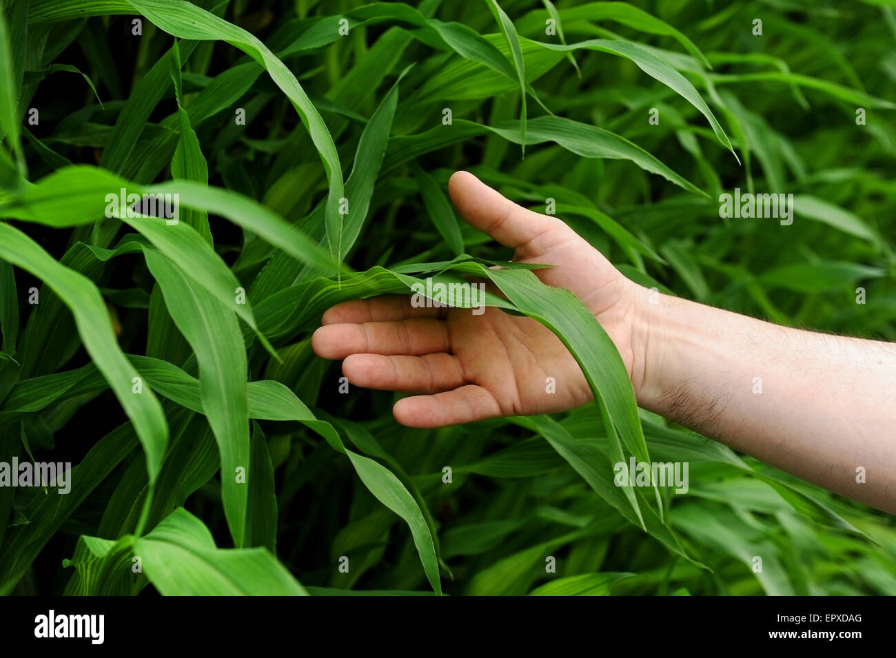 Detail shot with a man's hand holding a green corn leaf in a corn field Stock Photo