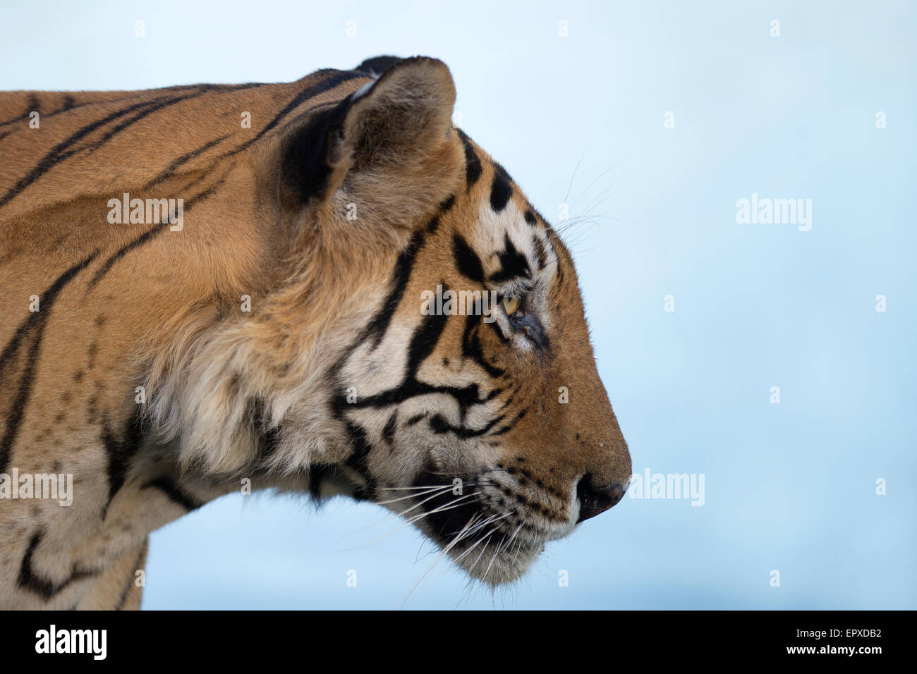 Close portrait of dominant male tiger 'Star' or T28 against the backdrop of the Rajbagh Lake in Ranthambhore Tiger Reserve. Stock Photo