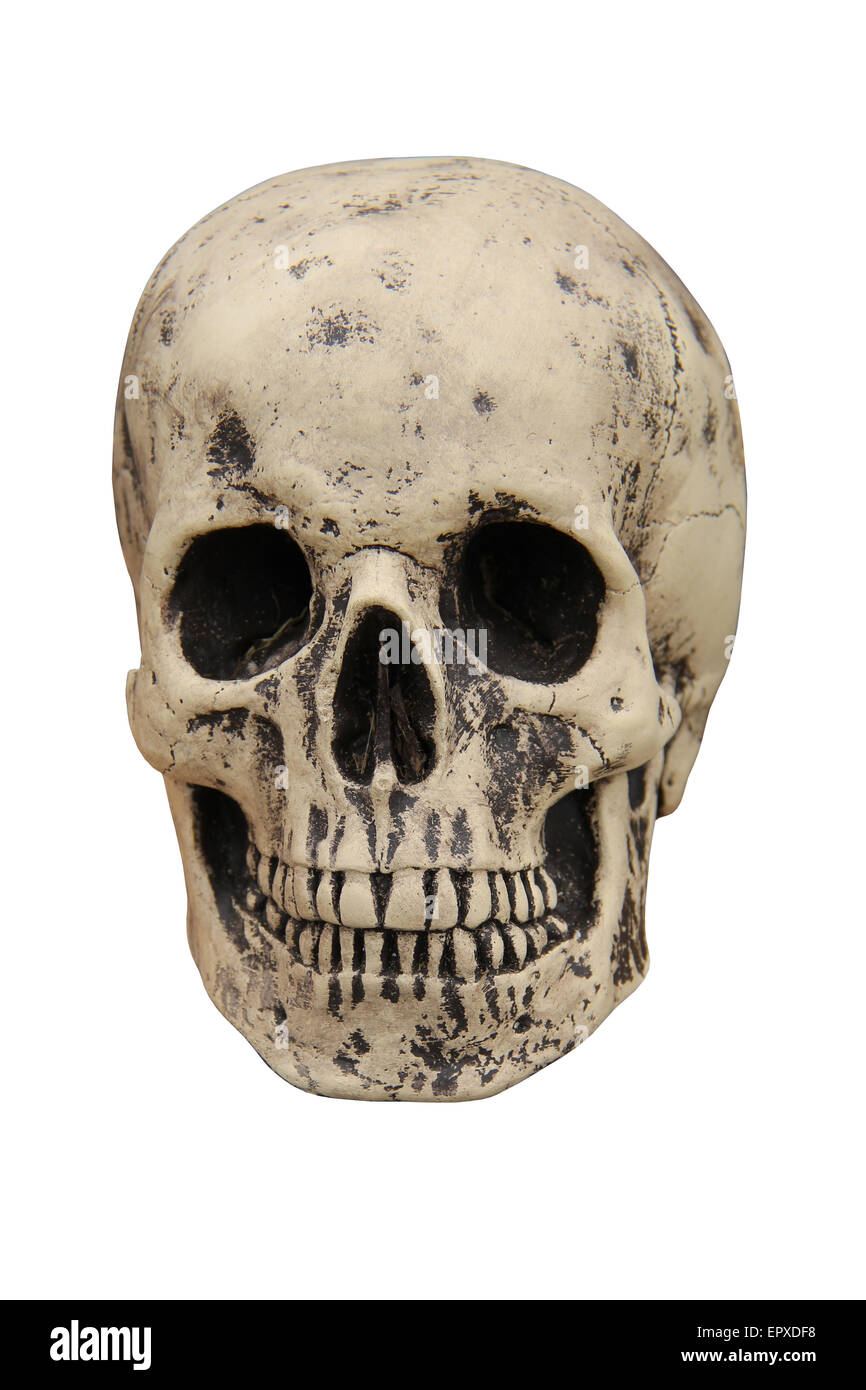 A Spooky Human Skull on a White Background. Stock Photo