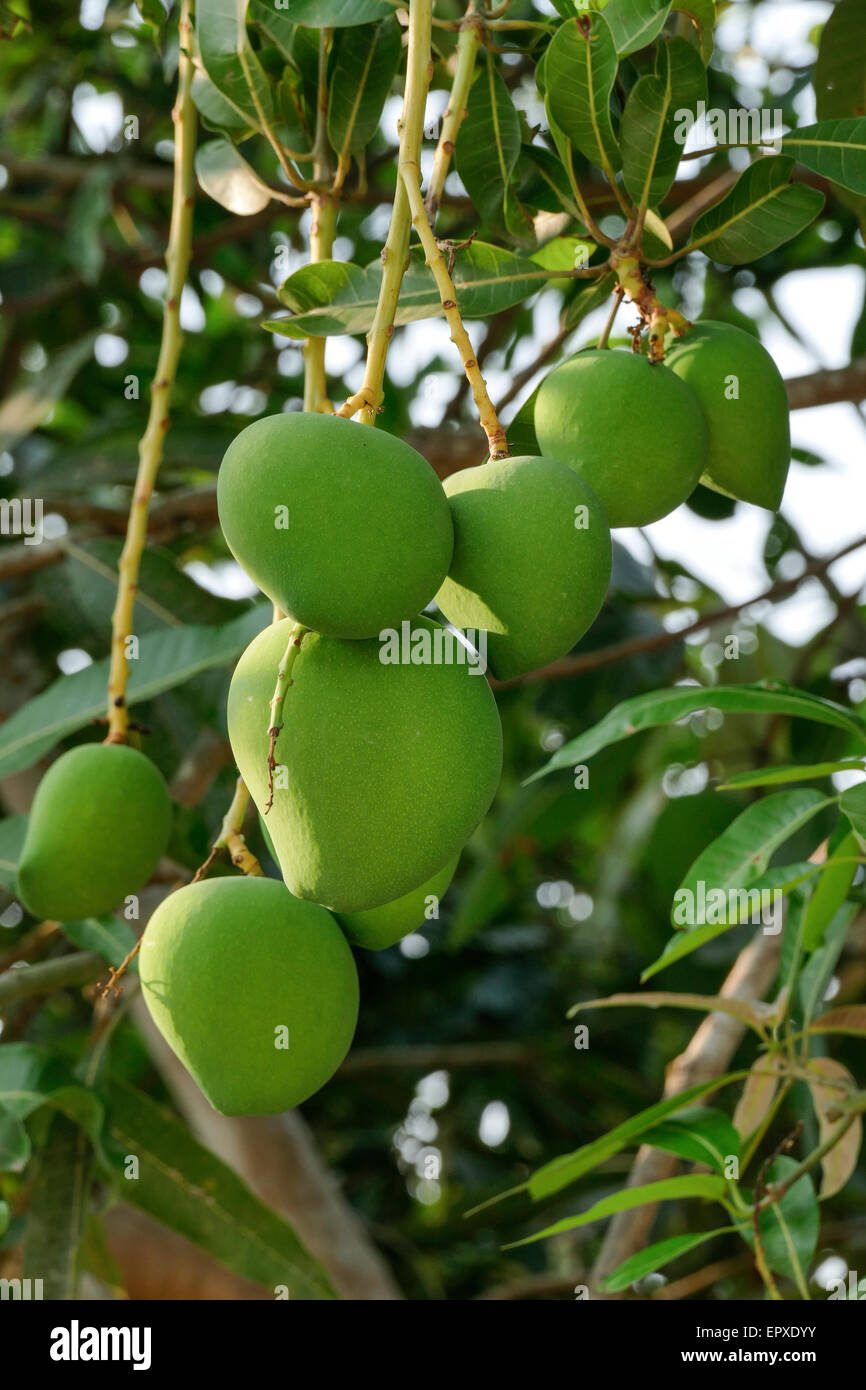 Chiang Rai province, northern Thailand, Asia, Mangoes on the Tree