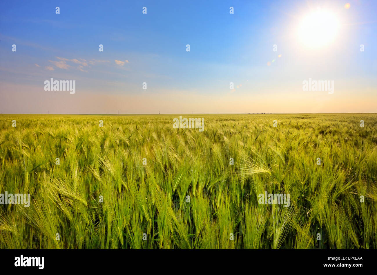 Green wheat field and sunset Stock Photo