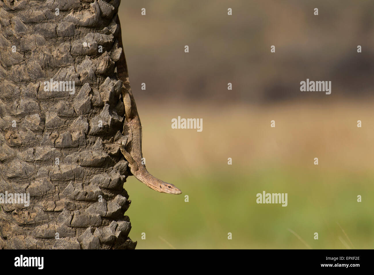 A Bengal monitor lizard descending from a date palm tree in the Rajbagh area of Ranthambhore National Park, India. Stock Photo