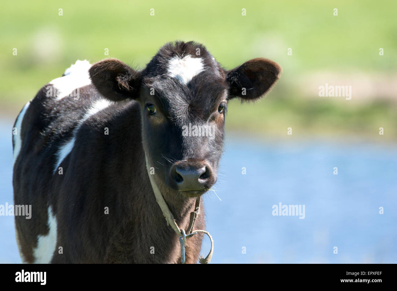 Calf grazing in a green meadow by the river Stock Photo - Alamy