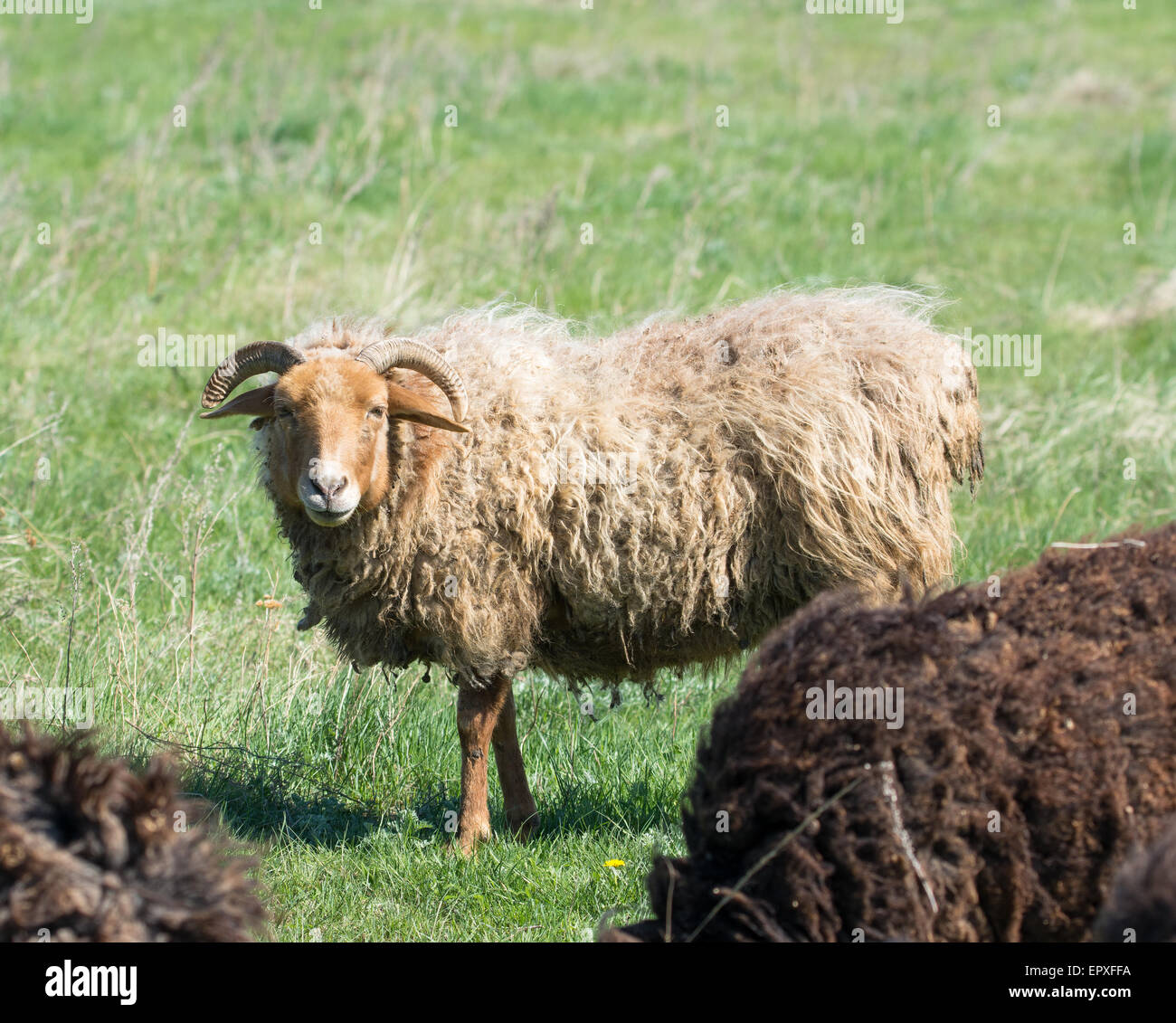 Sheep grazing on a green meadow Stock Photo - Alamy
