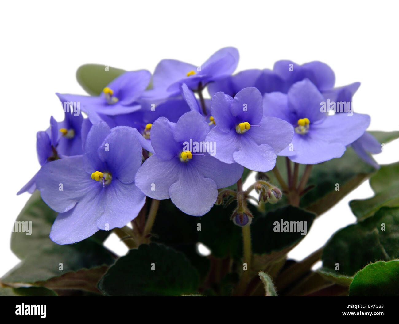 Flowers of Saintpaulia African Violet isolated on white Stock Photo