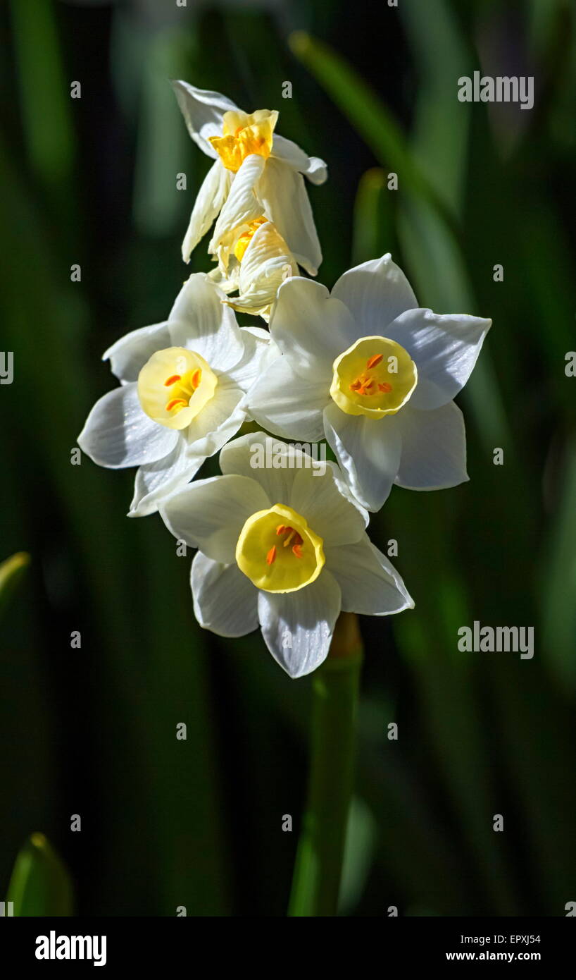Close up on white crucianella angustifolia flowers Stock Photo