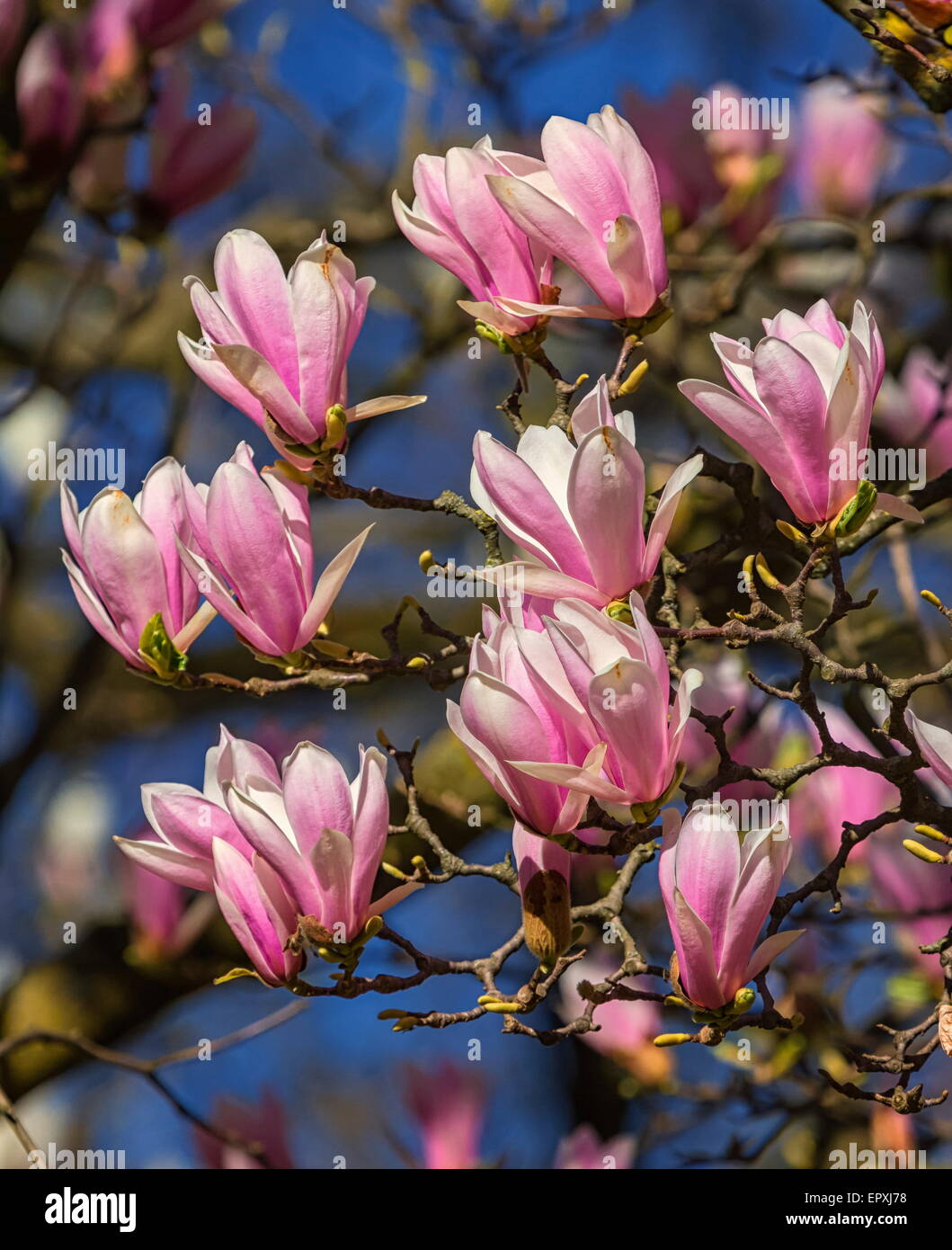 Close up on huangshan, magnolia cylindrica, flowers by day Stock Photo