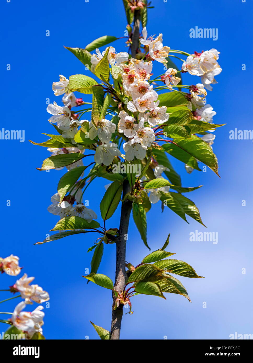 Wild, sweet, bird or gean cherry tree, prunus avium, flowers by beautiful day Stock Photo