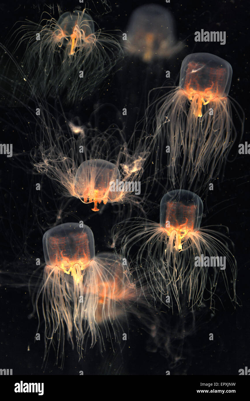 School of box jellyfish over dark background Stock Photo