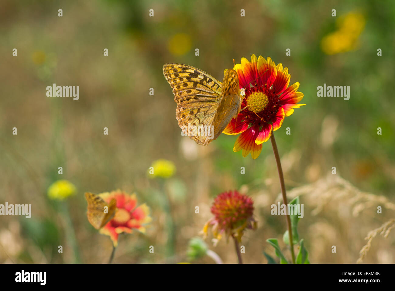 Summer wild field with feral Indian blanket flowers and butterflies