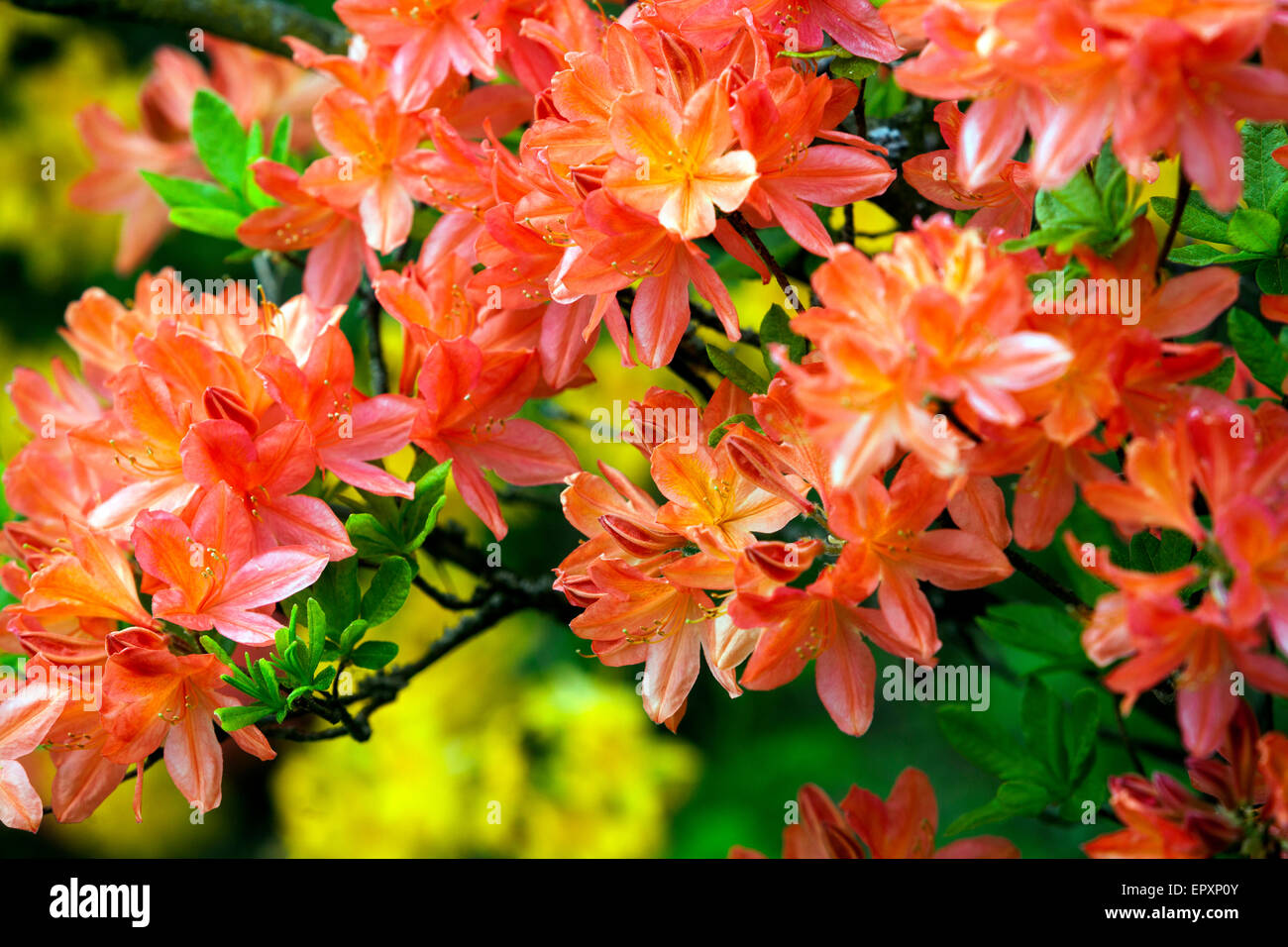 Flowering azalea Azaleum mollis Stock Photo