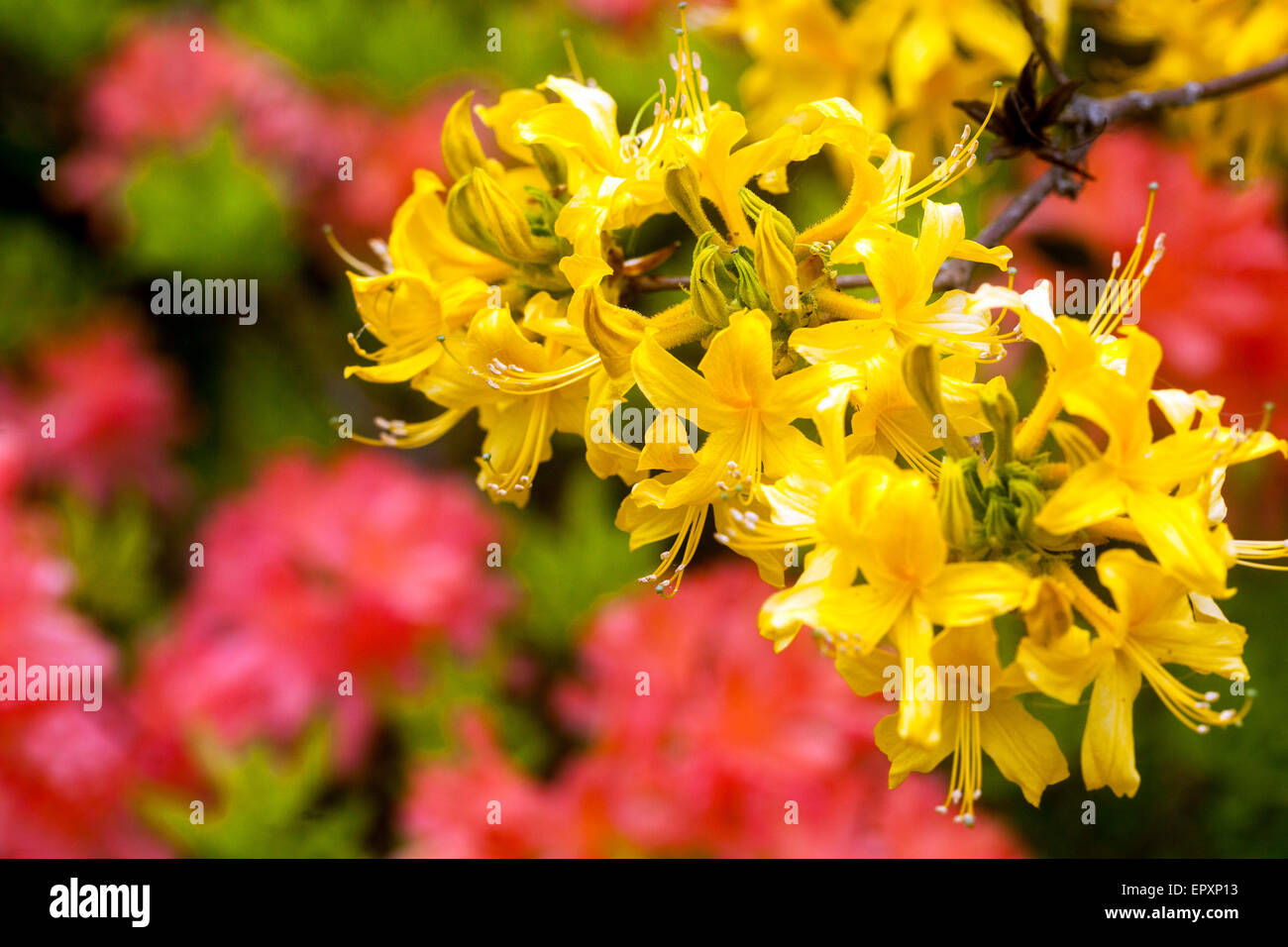 Yellow Rodedendron Yellow Rhododendron luteum Stock Photo - Alamy