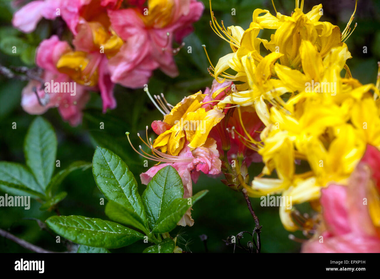 Rhododendron luteum yellow blooming Stock Photo