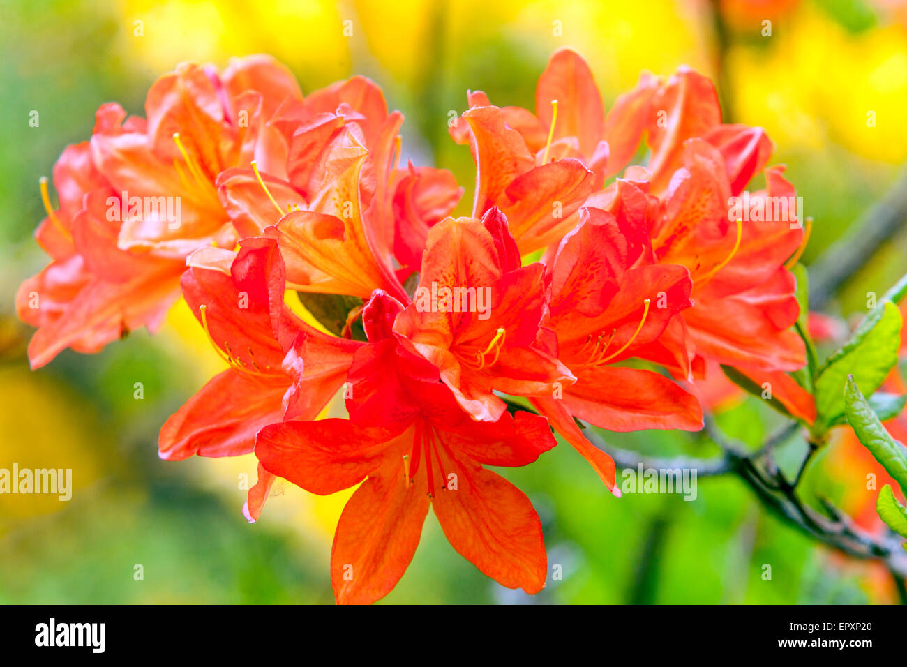 Orange Rhododendron mollis, garden shrub close up Stock Photo