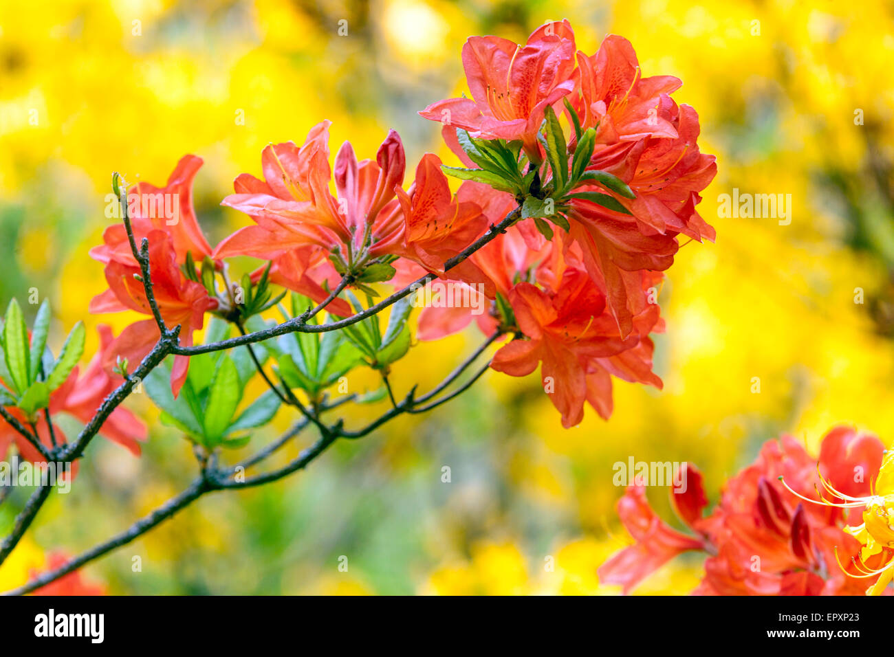 Orange Rhododendron mollis Stock Photo