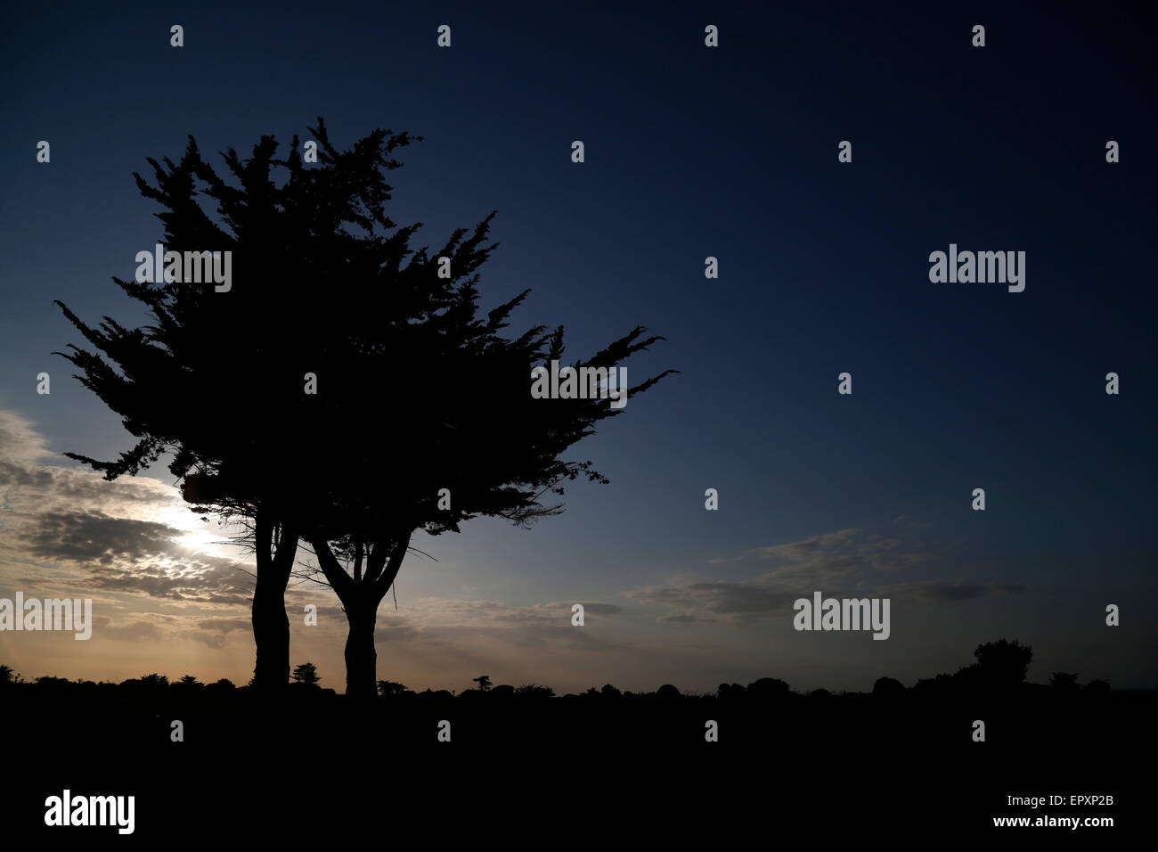 A tree Silhouetted against a dusk sky Stock Photo - Alamy