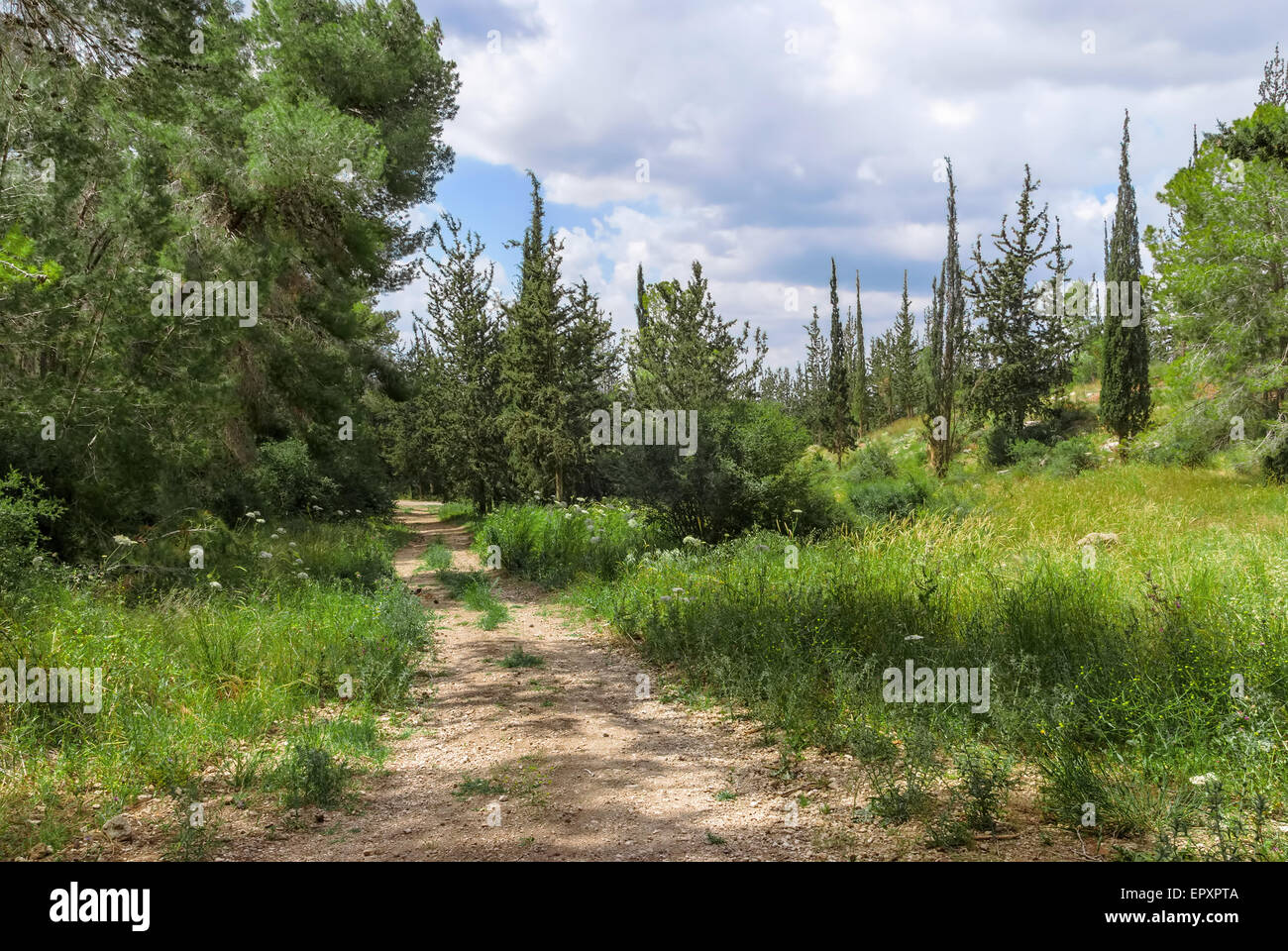 Empty hiking trail in the pine tree and cypress woods Stock Photo - Alamy