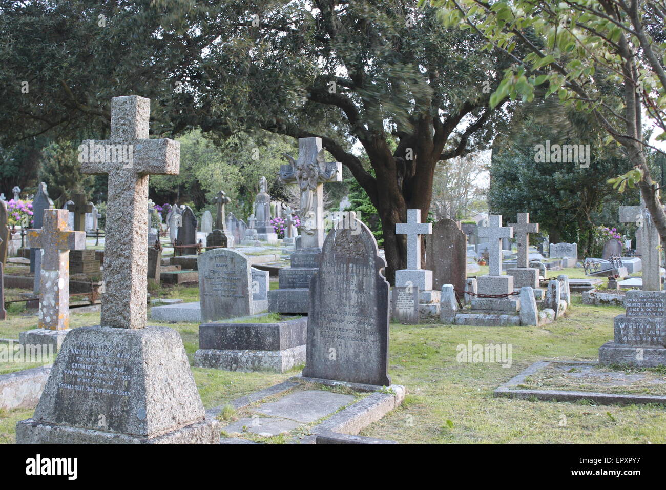 headstones and trees in penzace cemetery Stock Photo Alamy