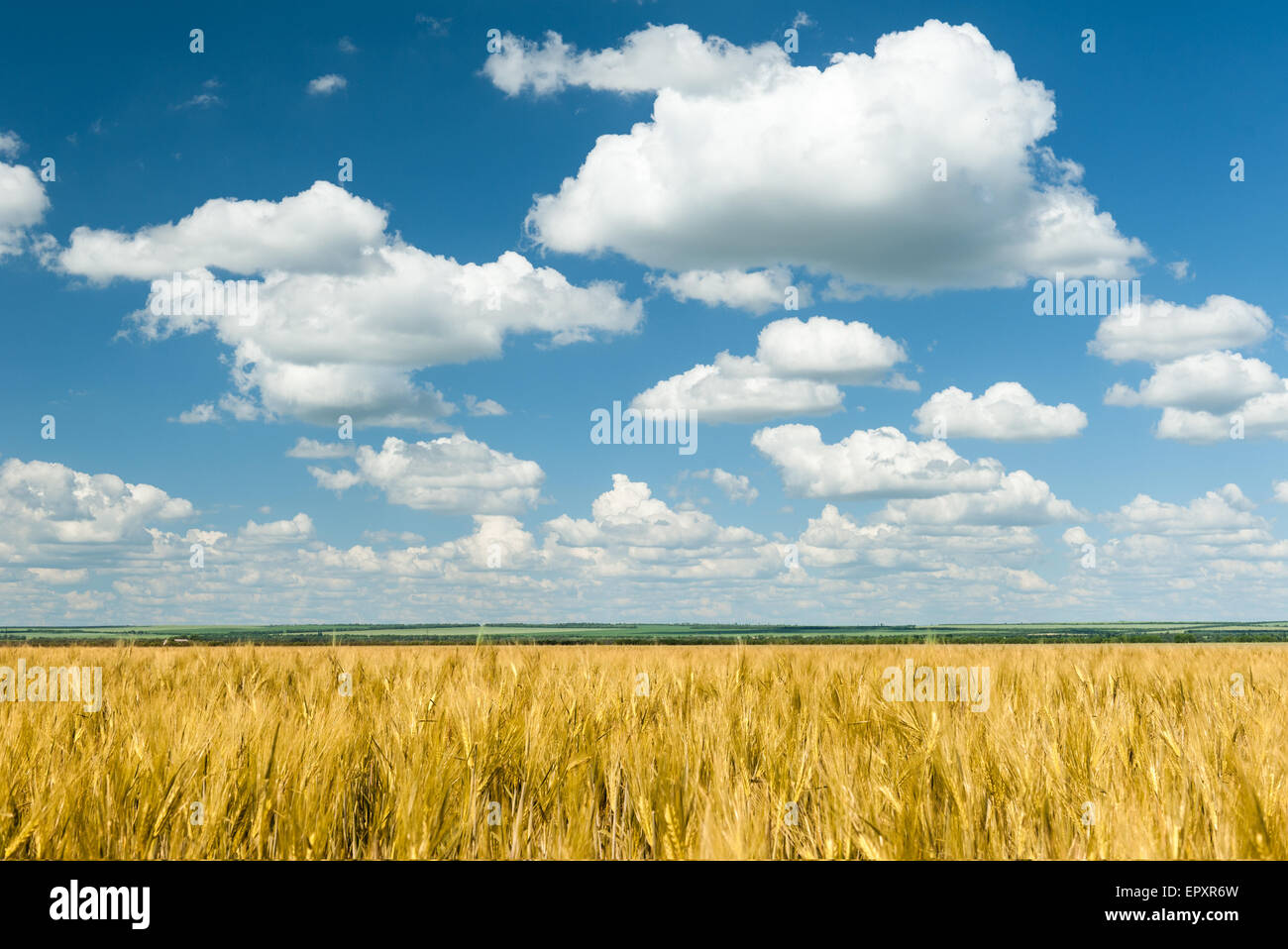 Yellow wheat field and blue sky summer landscape Stock Photo - Alamy