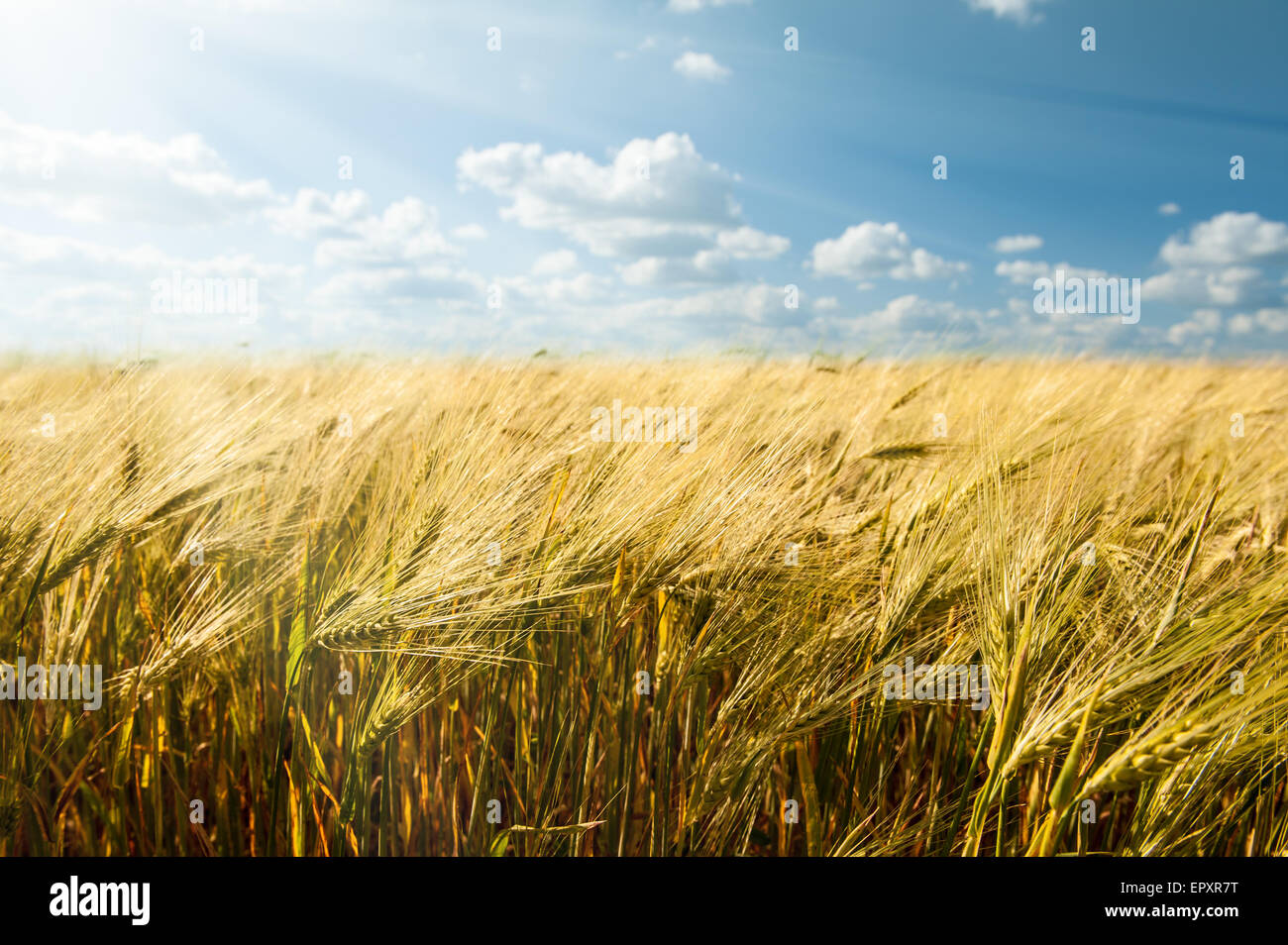 yellow wheat field and blue sky summer landscape Stock Photo - Alamy